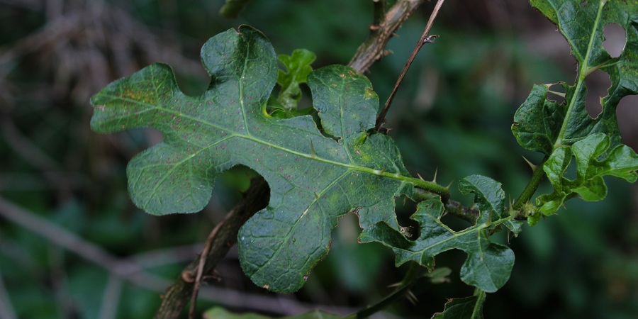 Solanum linnaeanum (=Solanum sodomaeum)  / Morella di Sodoma