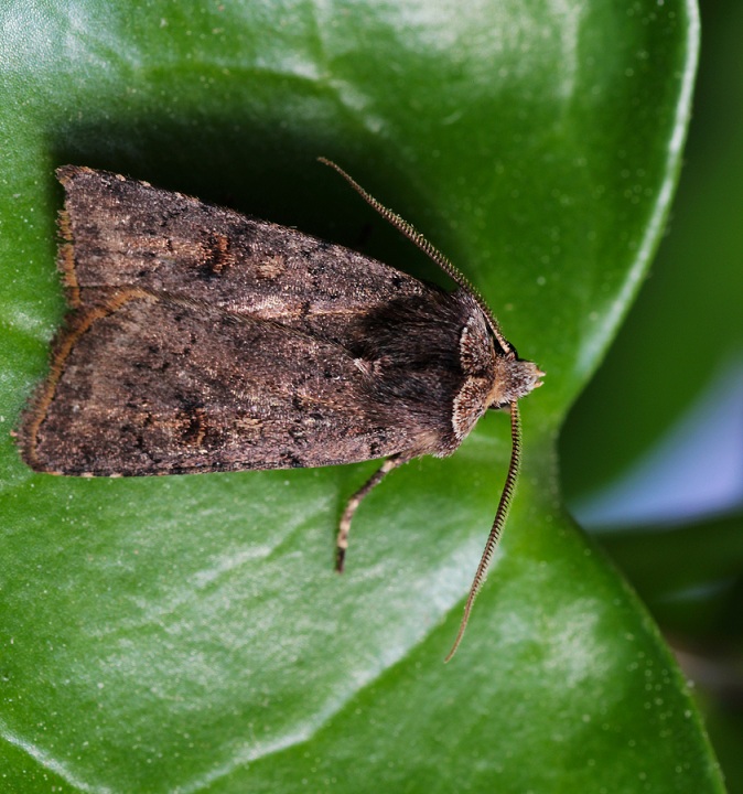 Falena da id - Cerastis faceta, Noctuidae