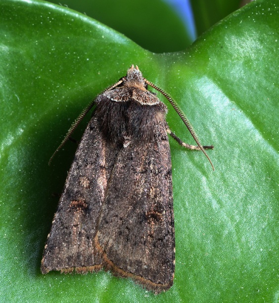 Falena da id - Cerastis faceta, Noctuidae