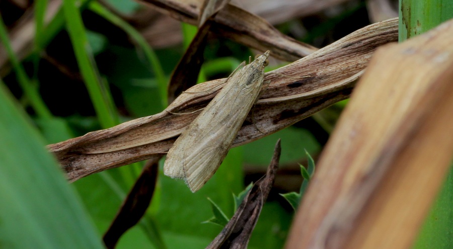 da id - Nomophila noctuella