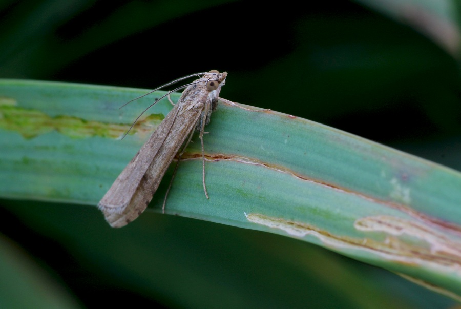 da id - Nomophila noctuella