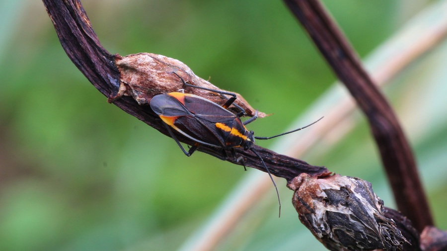 Miridae:   Horistus orientalis