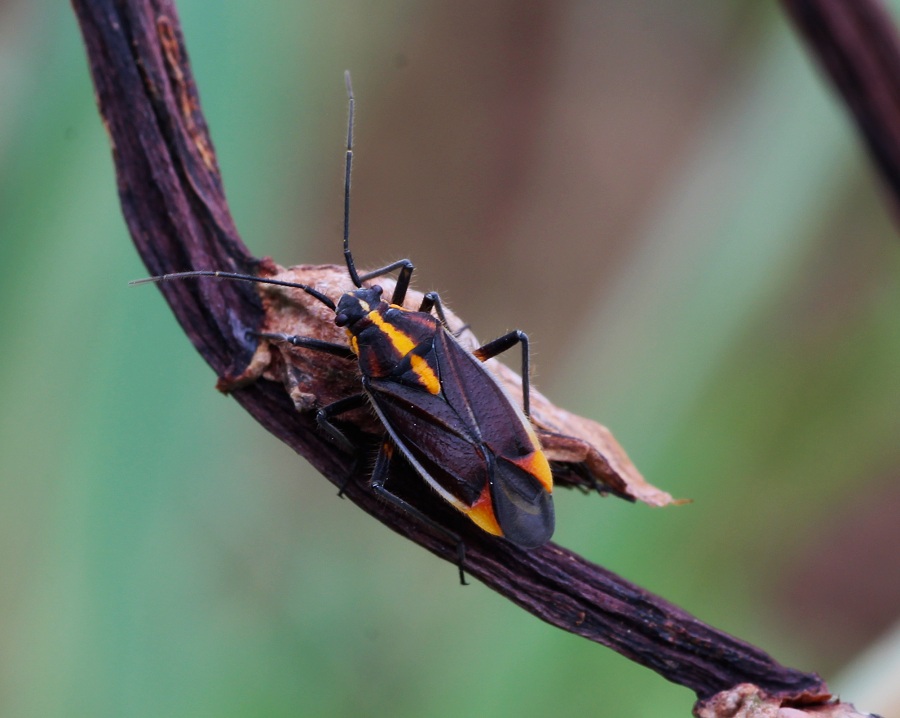 Miridae:   Horistus orientalis