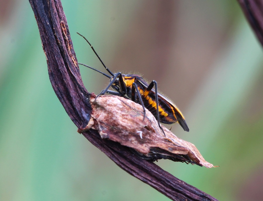 Miridae:   Horistus orientalis