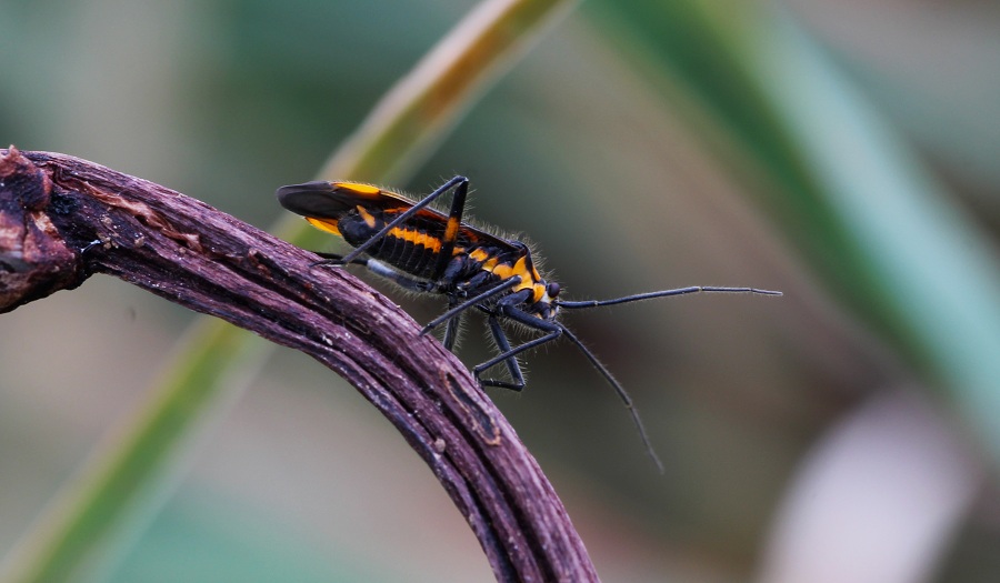 Miridae:   Horistus orientalis