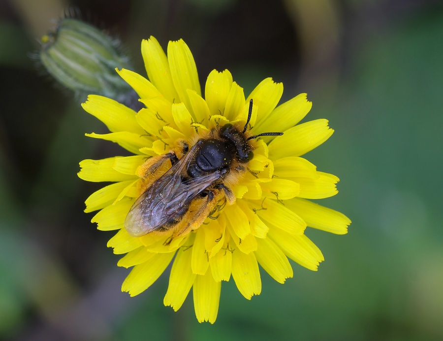 Andrena sp., femmina (Apidae Andreninae)