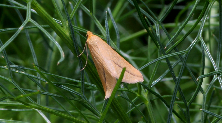 Da determinare - Rhodometra sacraria