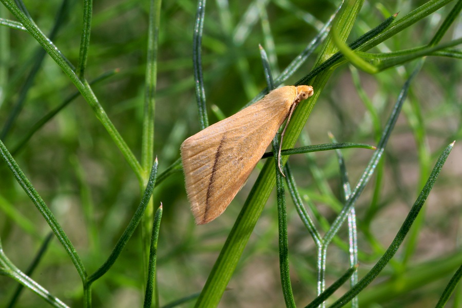 Da determinare - Rhodometra sacraria
