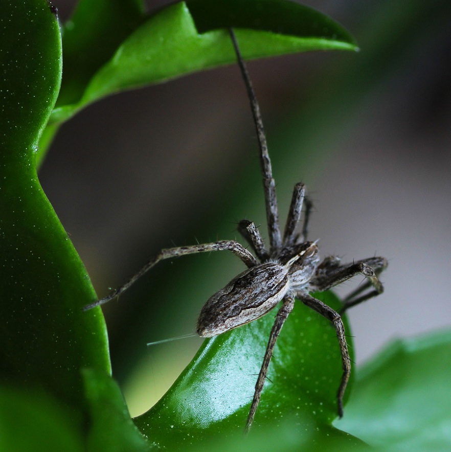 Pisaura sp.  - Manfredonia Gargano (FG)