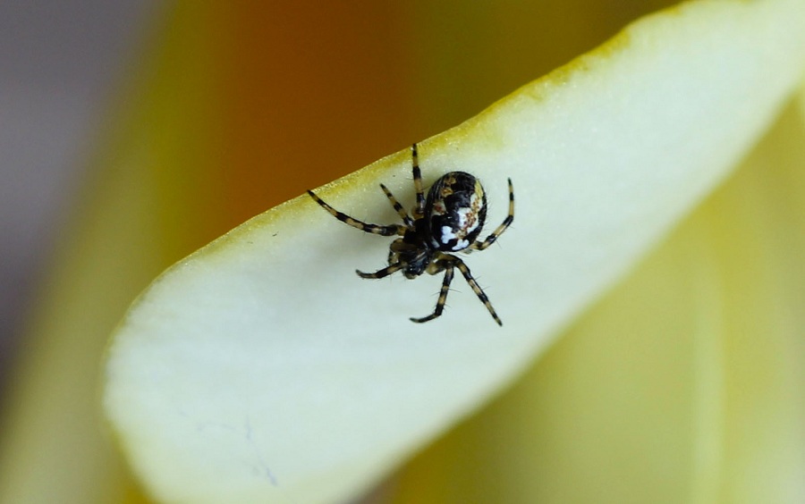Araneidae: Neoscona adianta - Manfredonia Gargano (FG)