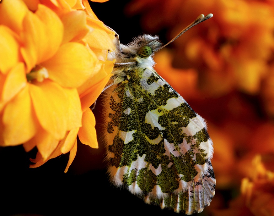 Da id - Anthocharis cardamines, Pieridae