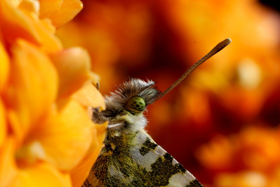 Da id - Anthocharis cardamines, Pieridae