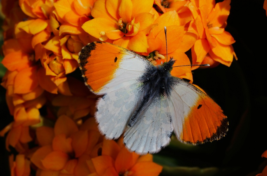 Da id - Anthocharis cardamines, Pieridae