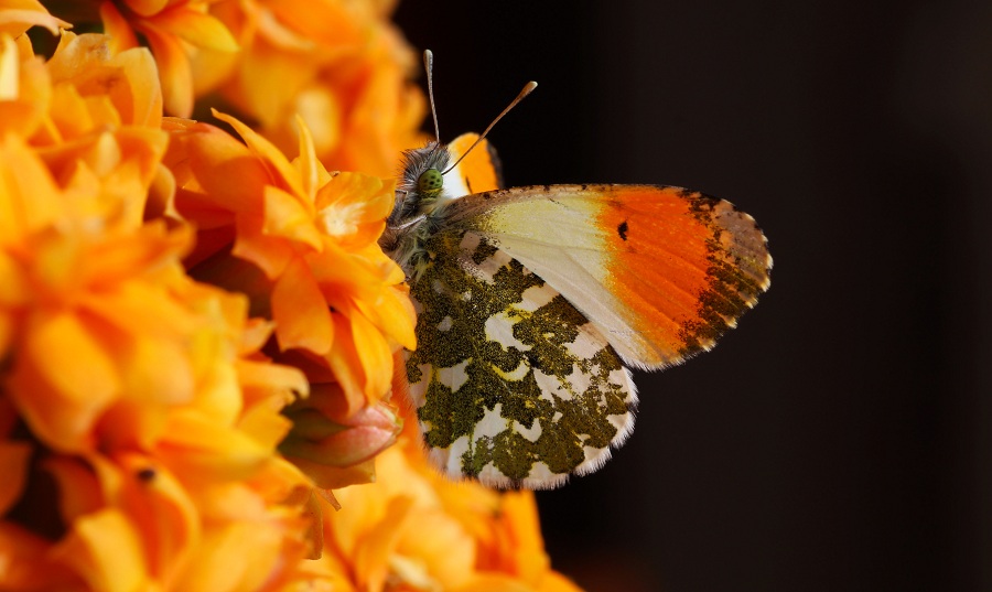 Da id - Anthocharis cardamines, Pieridae