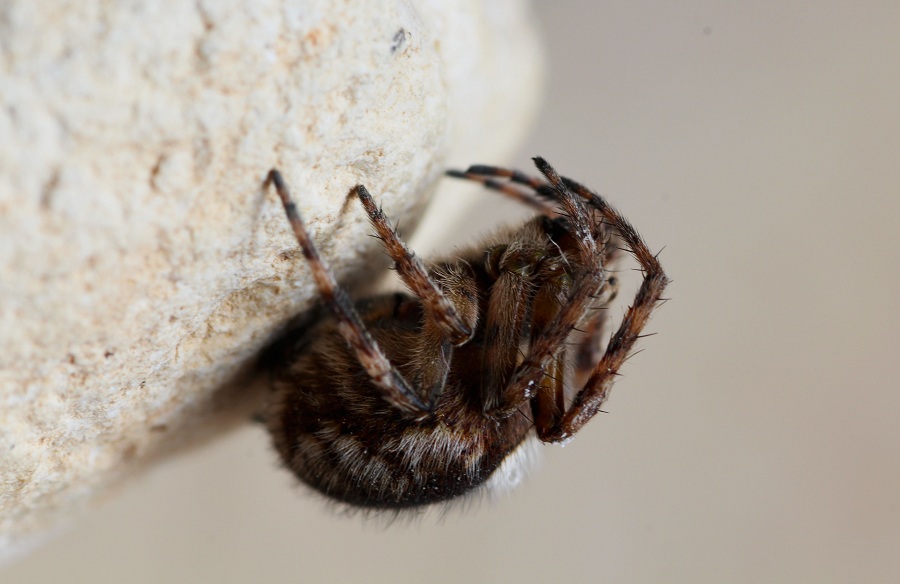 Agalenatea redii (Araneidae) - Manfredonia, Gargano