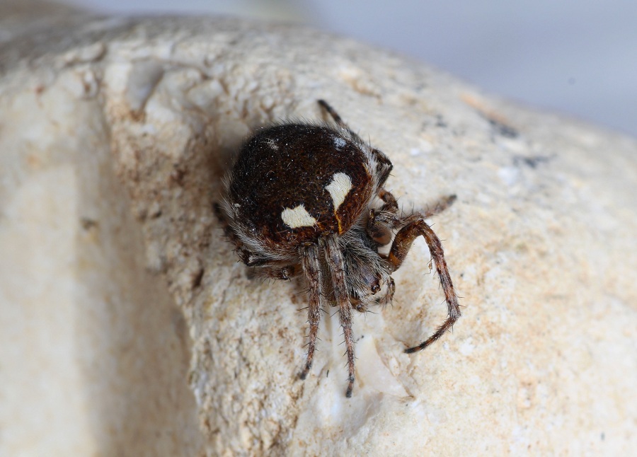 Agalenatea redii (Araneidae) - Manfredonia, Gargano