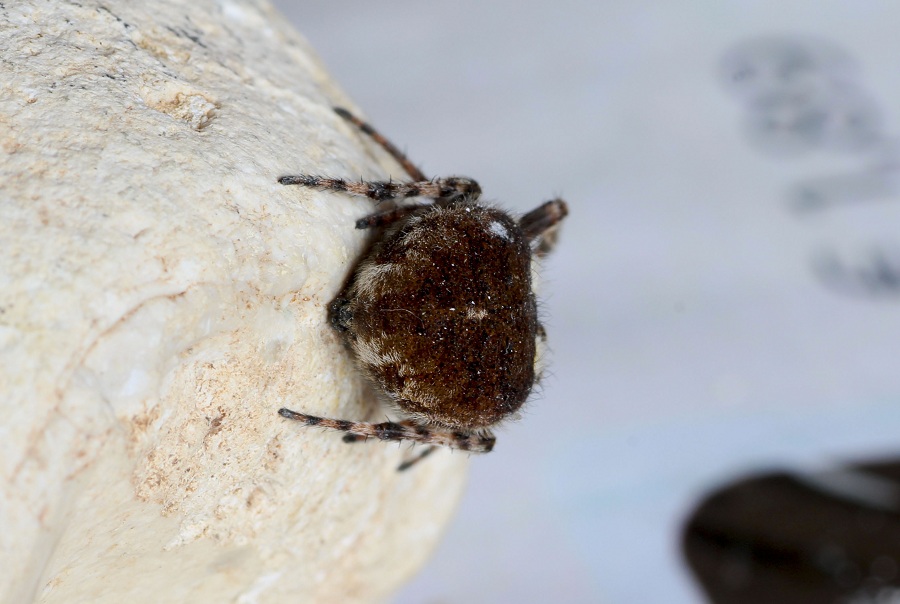 Agalenatea redii (Araneidae) - Manfredonia, Gargano