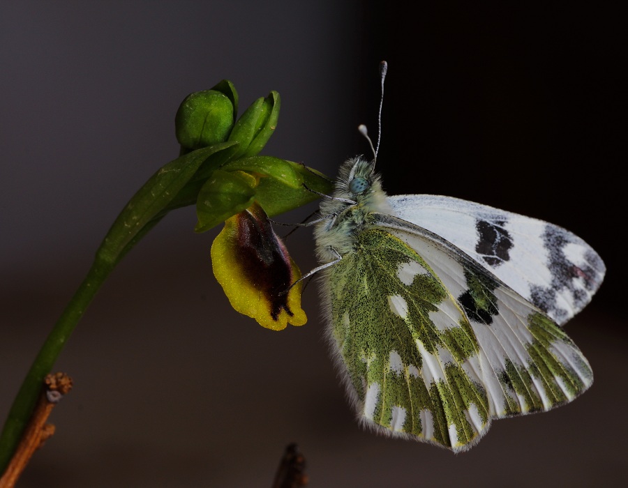 Pontia edusa, Pieridae