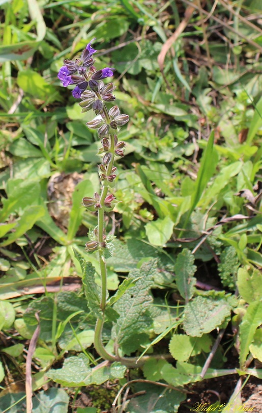 Salvia verbenaca