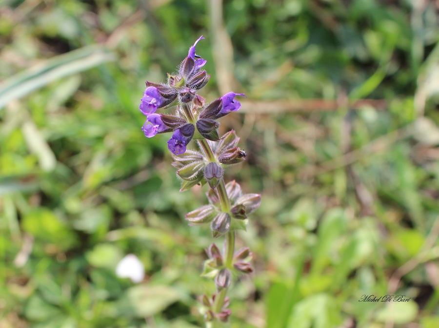 Salvia verbenaca