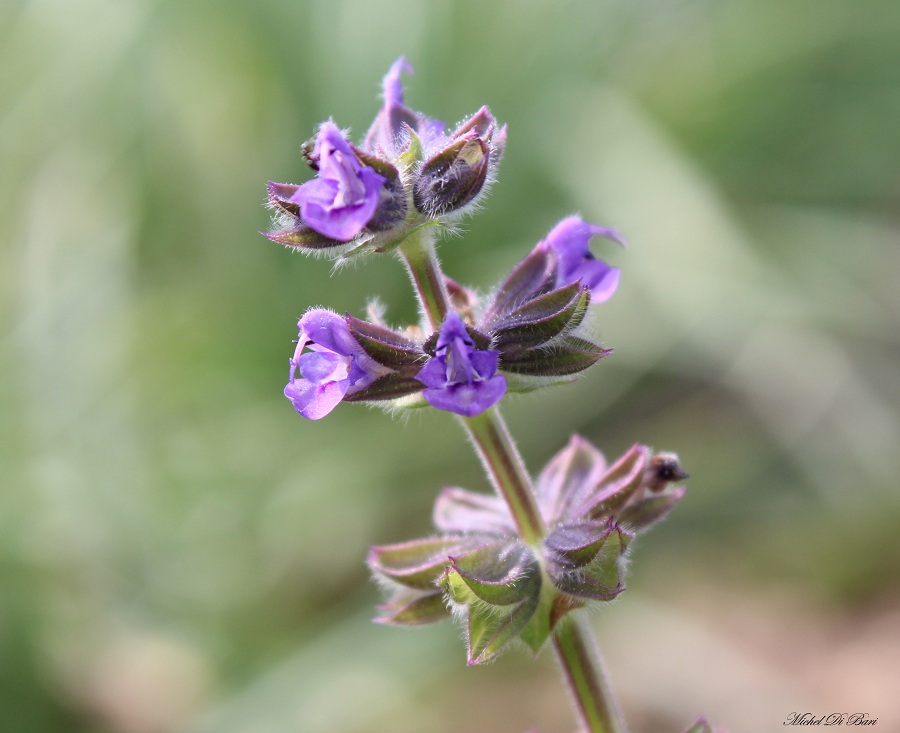 Salvia verbenaca