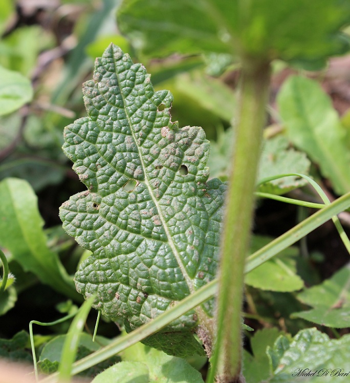 Salvia verbenaca