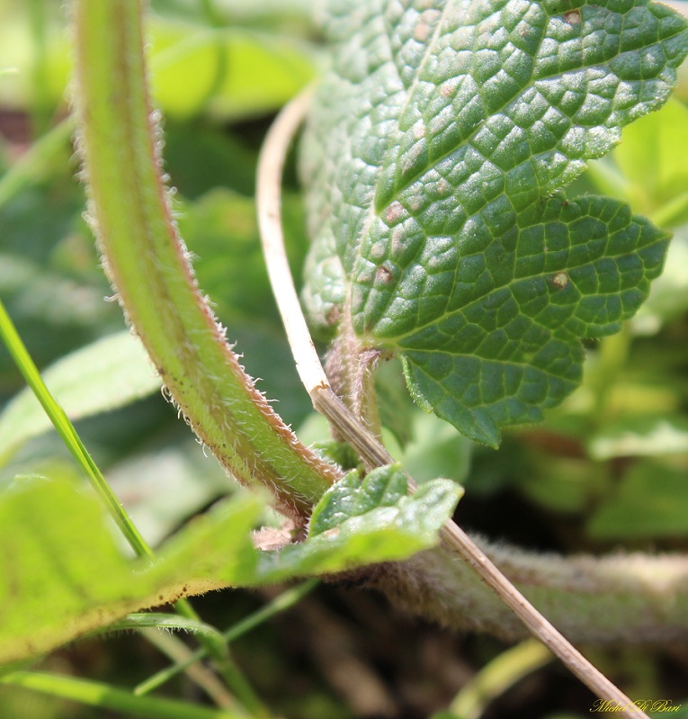 Salvia verbenaca