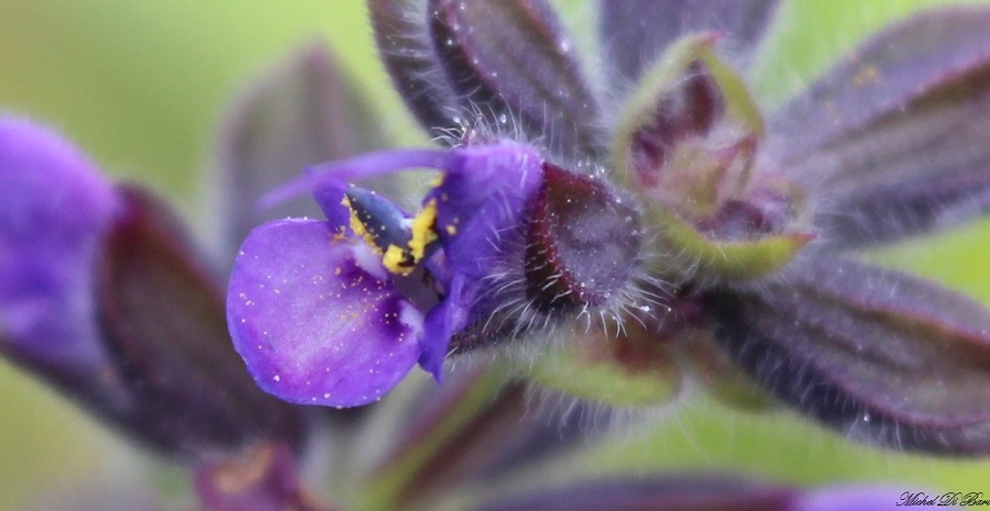 Salvia verbenaca