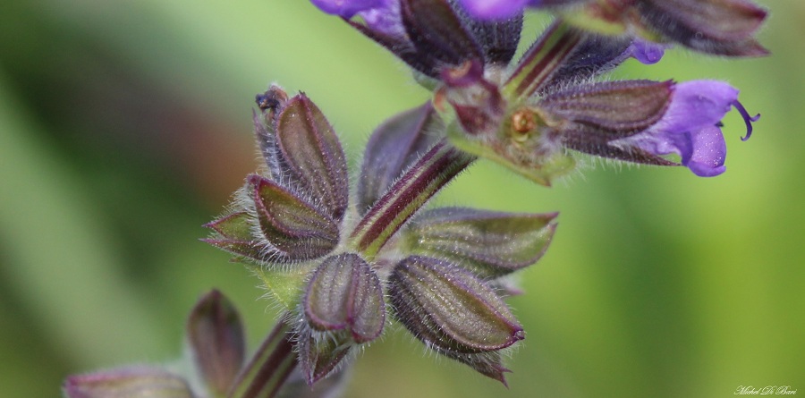 Salvia verbenaca