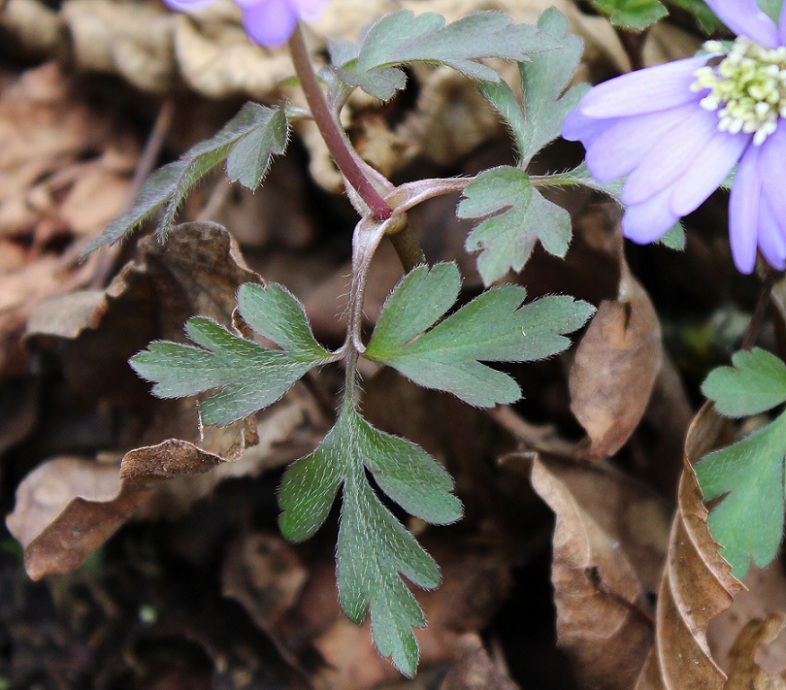 Anemone apennina
