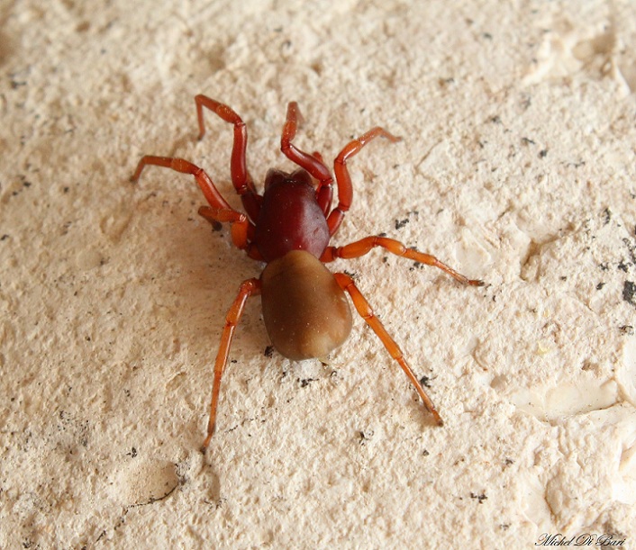 Dysdera sp. - Manfredonia (FG)
