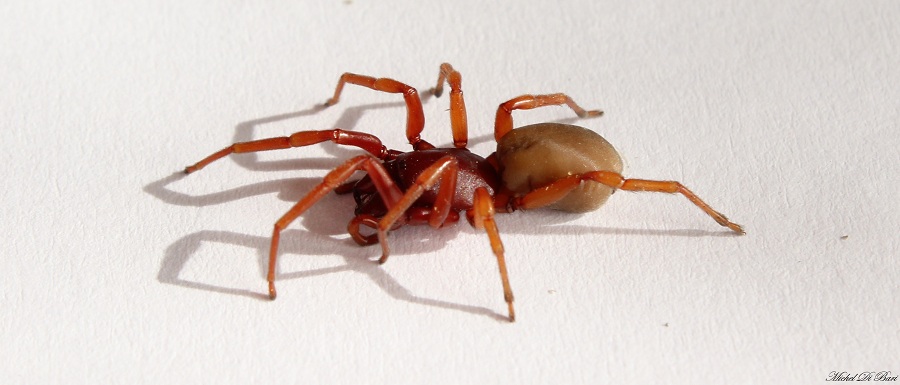 Dysdera sp. - Manfredonia (FG)
