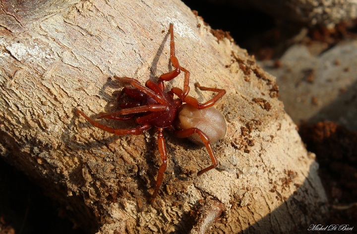 Dysdera sp. - Manfredonia (FG)