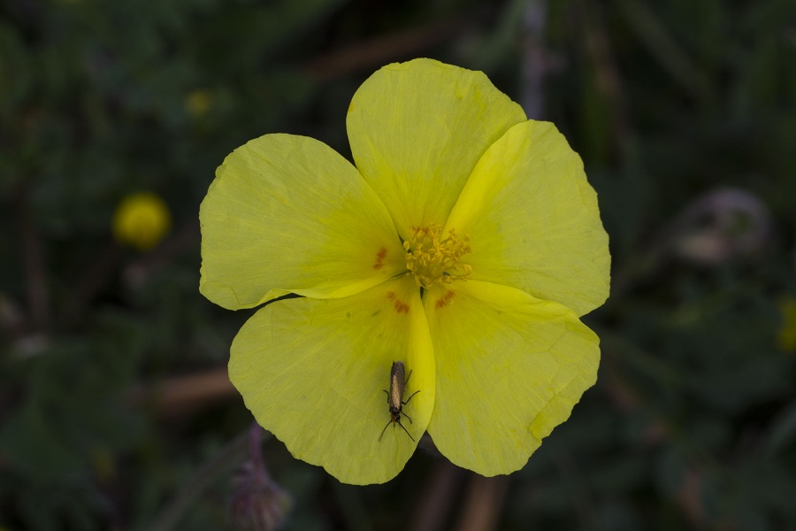 Helianthemum jonium / Eliantemo jonico