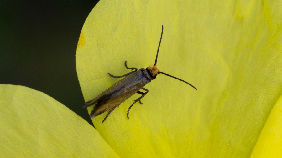 Micropterix calthella: Micropterigidae