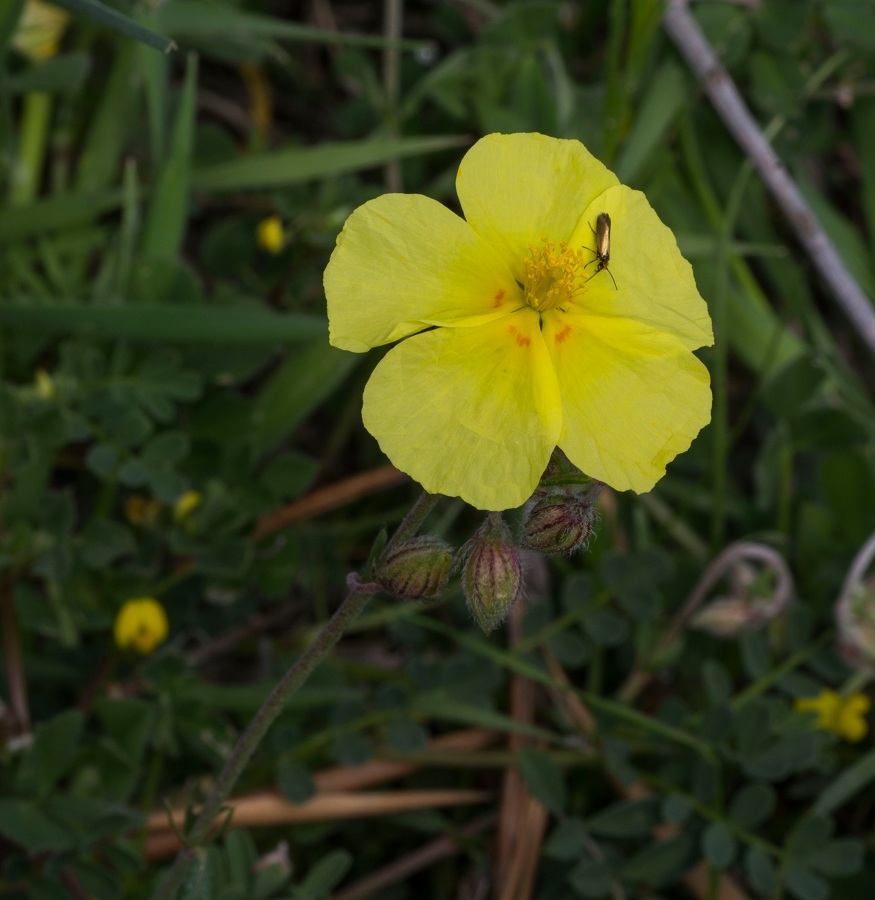 Helianthemum jonium / Eliantemo jonico