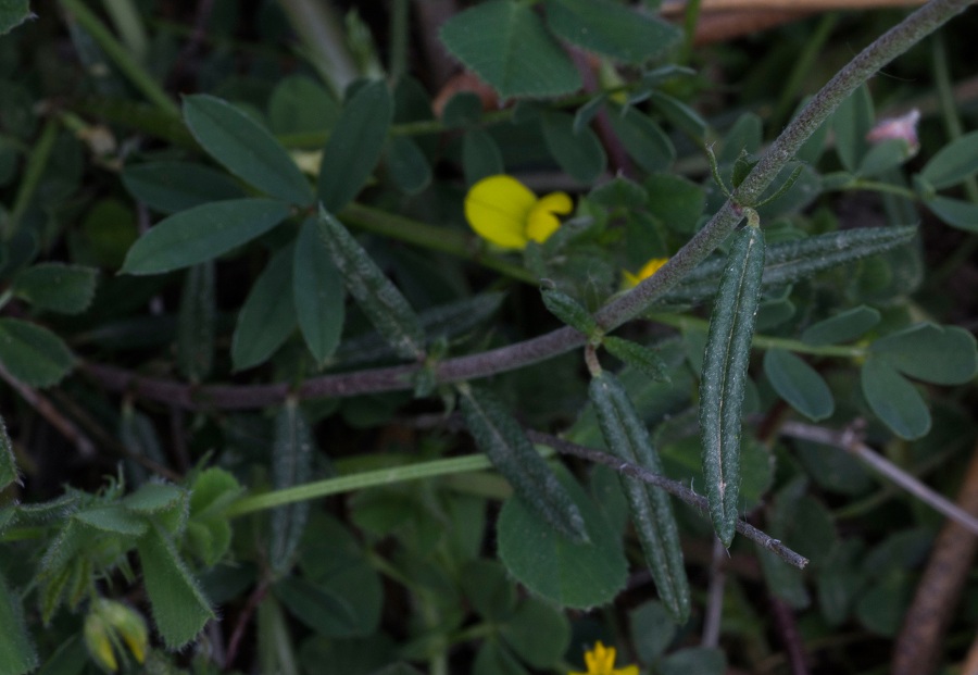 Helianthemum jonium / Eliantemo jonico