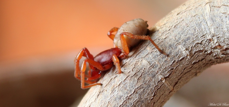Dysdera sp. - Manfredonia (FG)