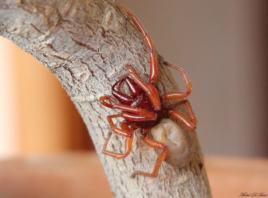 Dysdera sp. - Manfredonia (FG)
