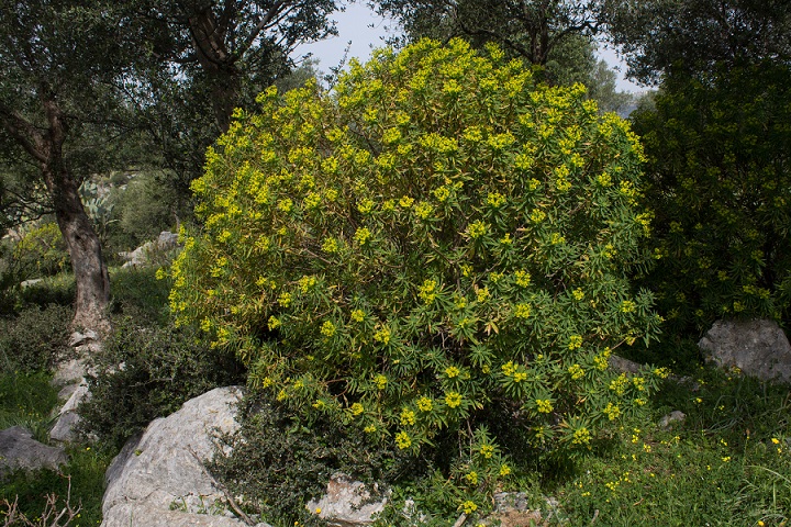 Euphorbia dendroides / Euforbia arborescente