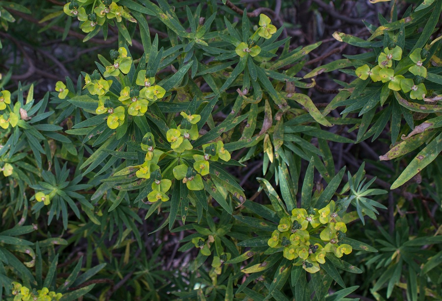 Euphorbia dendroides / Euforbia arborescente