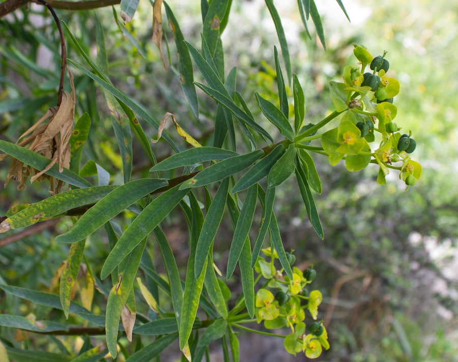 Euphorbia dendroides / Euforbia arborescente