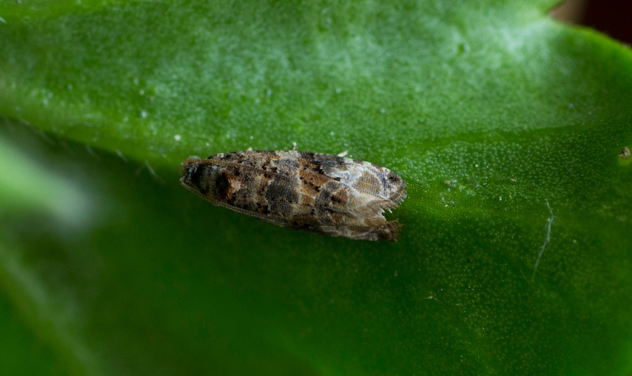 Piccolo lepidottero da id Lobesia botrana, Tortricidae , Natura