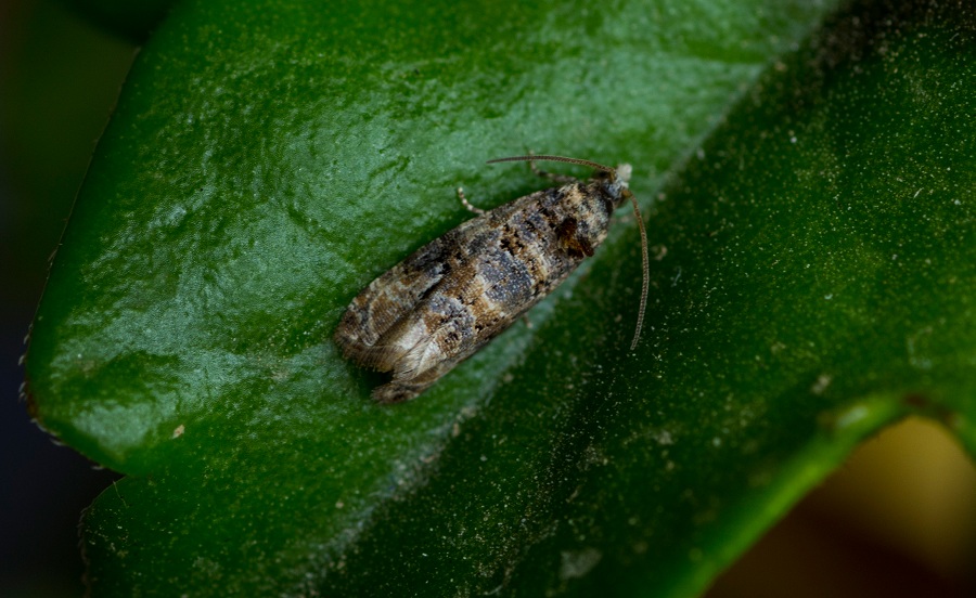 Piccolo lepidottero da id - Lobesia botrana, Tortricidae