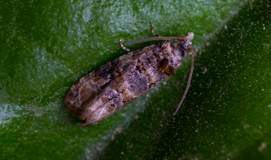 Piccolo lepidottero da id - Lobesia botrana, Tortricidae