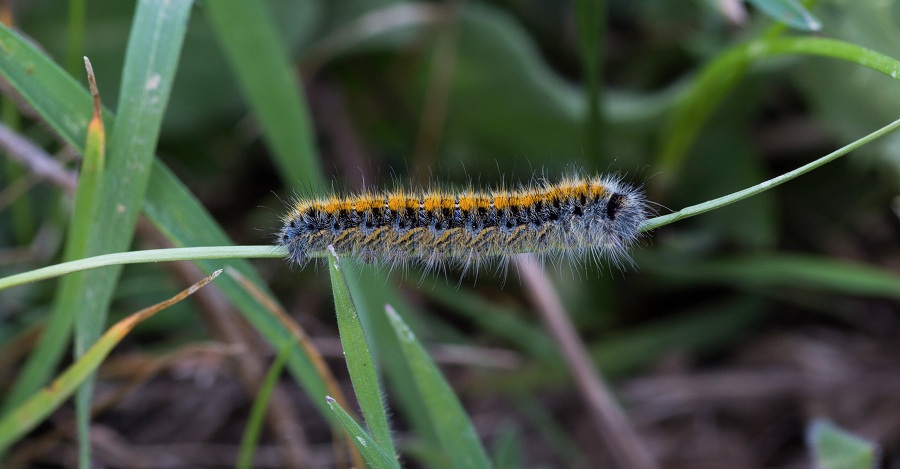 Bruco da identificare - Lasiocampa trifolii, Lasiocampidae