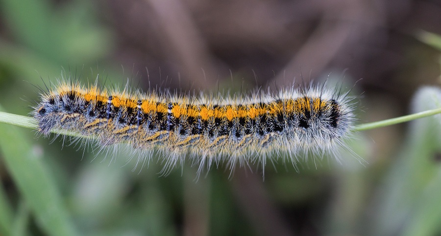 Bruco da identificare - Lasiocampa trifolii, Lasiocampidae
