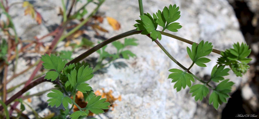 Fumaria agraria / Fumaria agraria