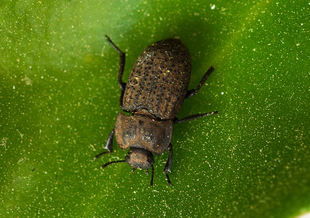 Tenebrionidae: Opatrum sabulosum sculptum