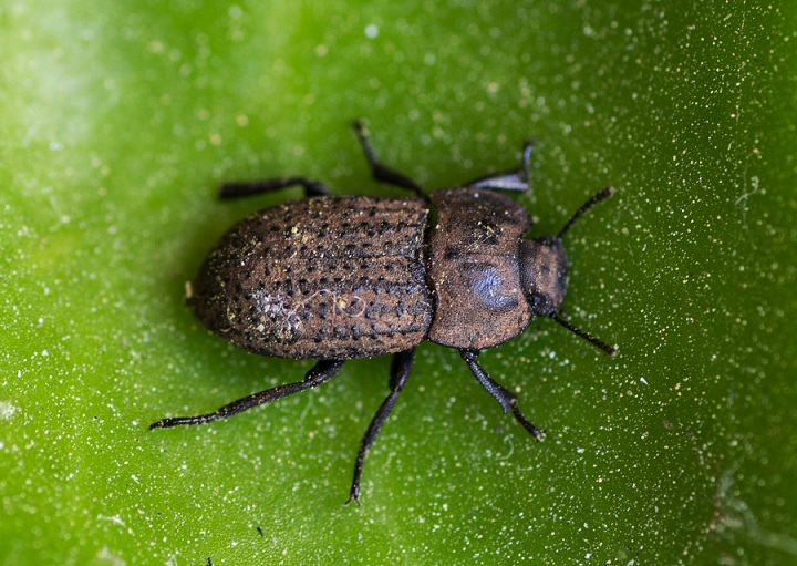 Tenebrionidae: Opatrum sabulosum sculptum